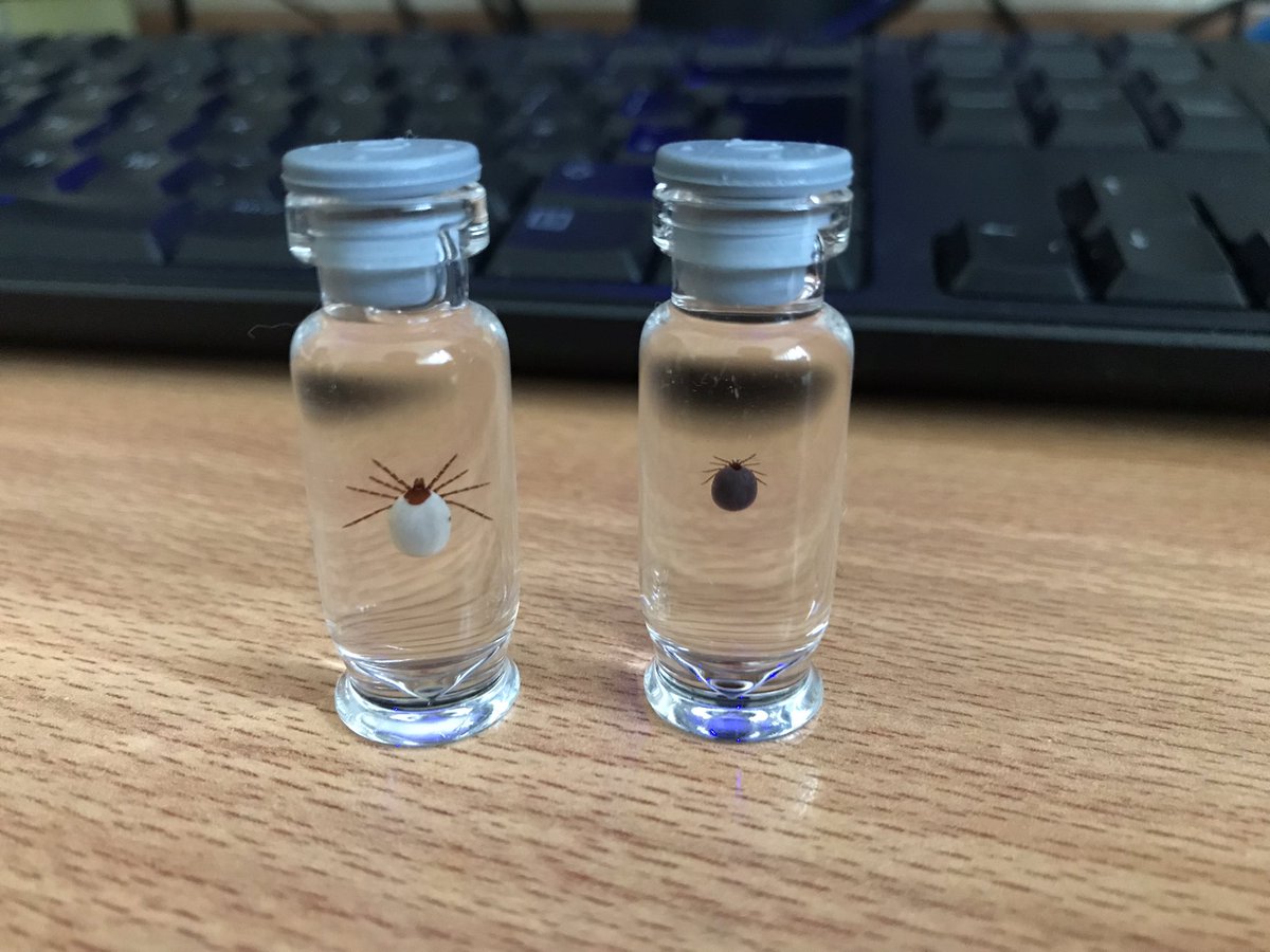 Holly Marie Northcote (@hnorthcote3) on Twitter photo Couple more beauties to add to the display pile 🥰 ticks are both slightly creepy and really cool 😅 #parasitedisplays #ParasiteLove Couple more beauties to add to the display pile 🥰 ticks are both slightly creepy and really cool 😅 #parasitedisplays #ParasiteLove