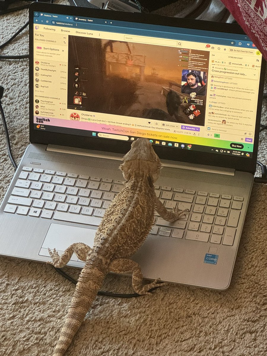 maxjaimesilva's tweet image. My bearded dragon was watching you play DBD yesterday @OtzdarvaYT I think you got a new fan. @DeadbyDaylight