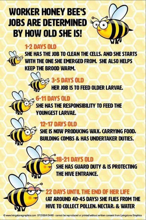 jadohkwizera's tweet photo. Now Imagine... Buzzing into the Future! 🐝 

Join @BeegulfHoney as we turn kids into mini conservation superheroes with our beekeeping program! 🌍 Because who wouldn’t want to save the planet one honey jar at a time? 🍯🦸‍♂️🦸‍♀️ #BeeAmazing #EcoKids #SweetEducation https://t.co/WVZfAM4HWI