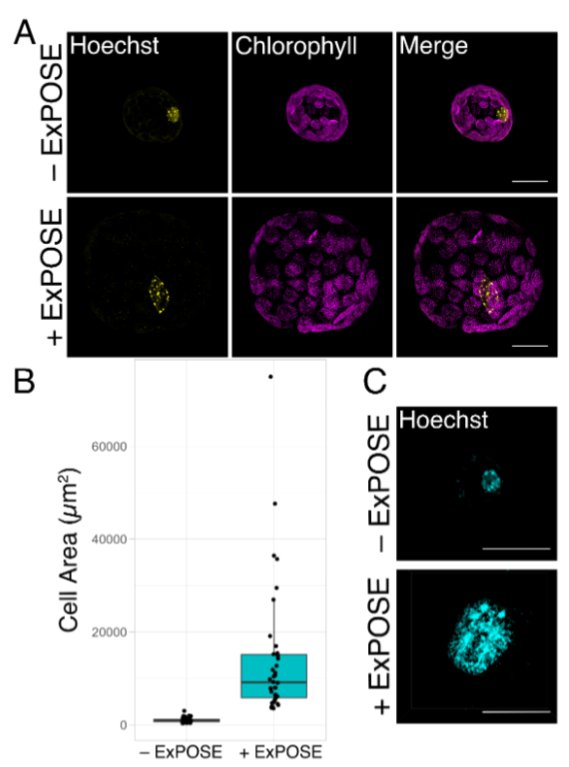 Kevin Cox Jr (@k_bioguy_cox) on Twitter photo Thrilled to "ExPOSE" our preprint! We present ExPOSE: a comprehensive toolkit to perform expansion microscopy in plant protoplasts. Great collaborative work with <a href="/sarah_pardi/">Sarah Pardi</a> <a href="/Lily_OConnor_2/">Lily O'Connor</a> <a href="/NusinowLab/">Nusinow Lab</a> and the Advanced Bioimaging Lab!
biorxiv.org/content/10.110… Thrilled to "ExPOSE" our preprint! We present ExPOSE: a comprehensive toolkit to perform expansion microscopy in plant protoplasts. Great collaborative work with <a href="/sarah_pardi/">Sarah Pardi</a> <a href="/Lily_OConnor_2/">Lily O'Connor</a> <a href="/NusinowLab/">Nusinow Lab</a> and the Advanced Bioimaging Lab!
biorxiv.org/content/10.110…