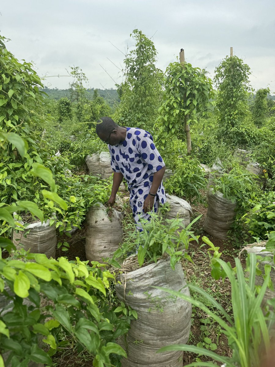 babatolly's tweet photo. Farming is not for the faint hearted. The roads to the farms are better experienced than imagined. The yams in bags are doing well and butterflies 🦋 show the faithfulness of the Almighty. Food will be cheap soon make una no worry. https://t.co/DnTtrvTzbC