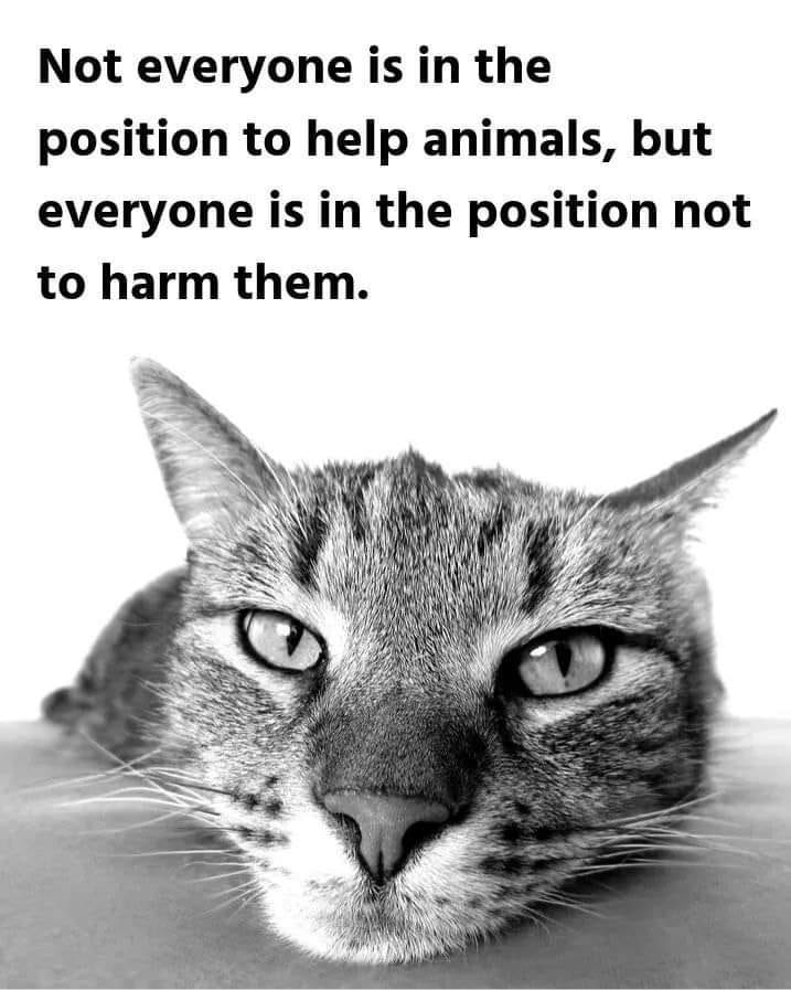 Cats and Kittens (@catsnkittys) on Twitter photo 