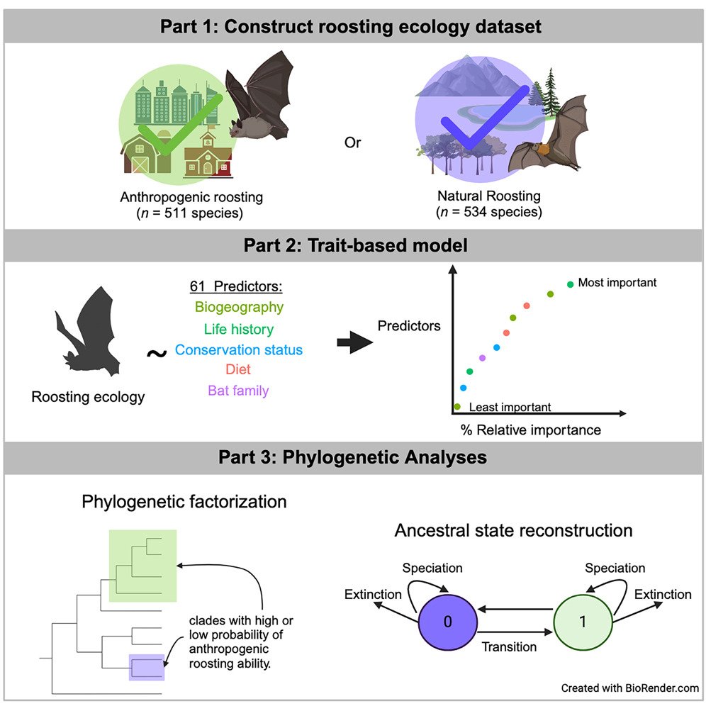 Roughly 4 out of 10 bat species roost in human-built structures! @brianaabook and team use machine learning to explore why some bats are more likely to live alongside us. The first publication from our Fellows in Residence program is out in iScience now 🔓
cell.com/iscience/fullt…
