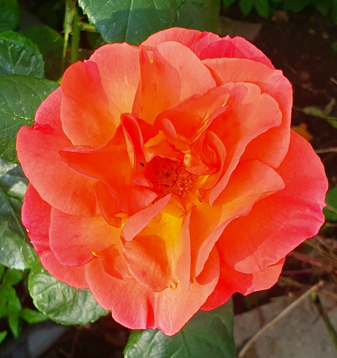 Eden Garden Services 🌱 tweet media