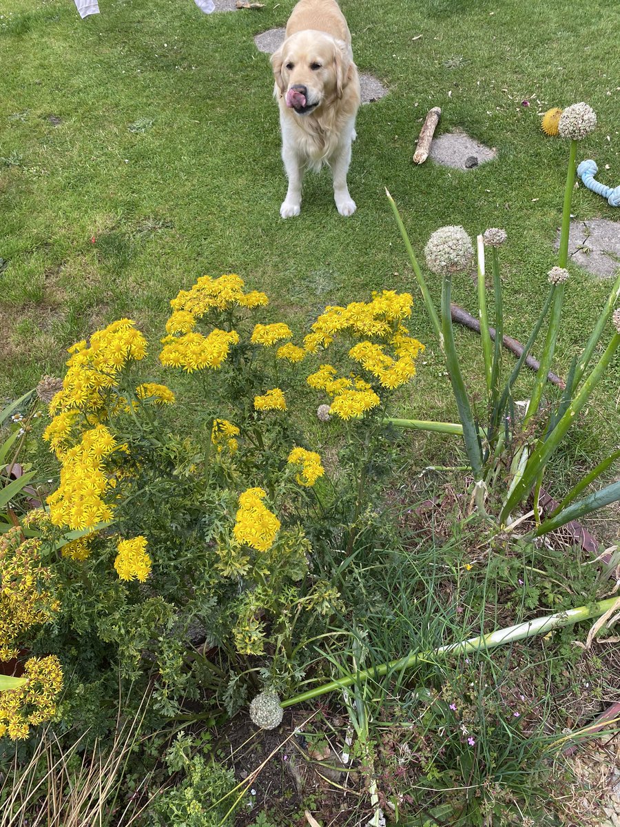 Lorna O'Callaghan tweet media