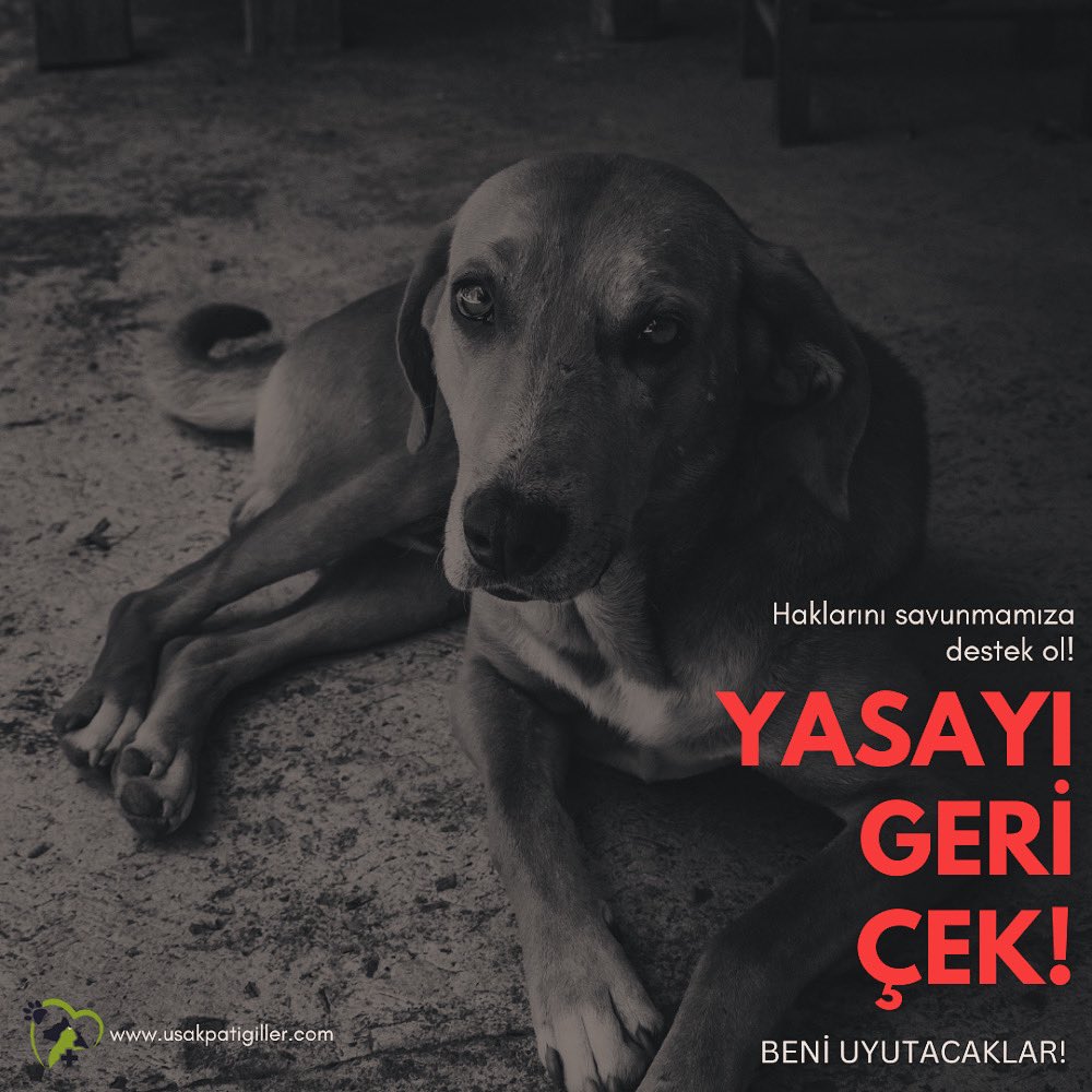 #YASAYIGERİÇEK #YasaDegilCinayet #kanliyasayıgeriçek #sokakhayvanları