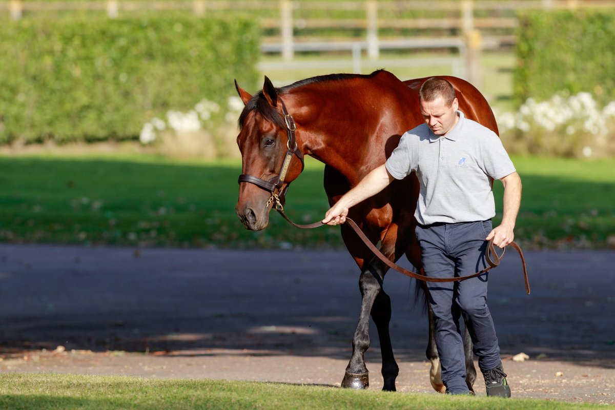 Stakes success for <a href="/Haras_d_Etreham/">Haras d'Etreham</a>’s CITY LIGHT (pic) 💥 

LA GUAPISIMA (Fr) takes the LR feature (1400m) at Vichy this evening on just her third career start 🏆 

Purchased for €50k at <a href="/InfoArqana/">ARQANA</a>’s Aug v2 Yearling Sale, don’t miss this 2yo filly’s pedigree in tomorrow’s EBN!