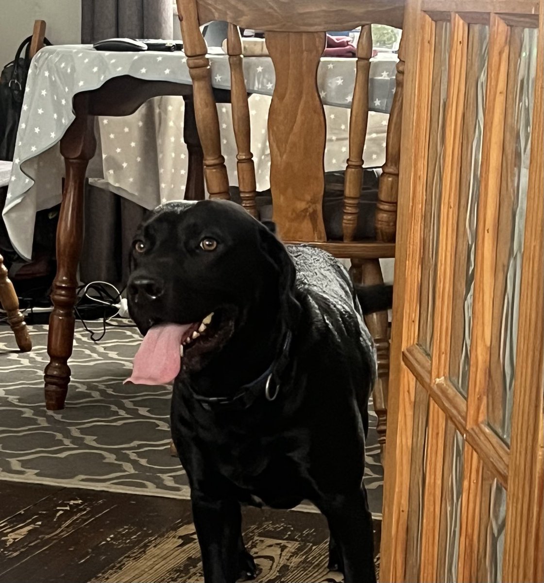 AssistanceOscar's tweet photo. Happiness is…

BONUS RUN IN THE EVENING! https://t.co/JUgIhrpoko