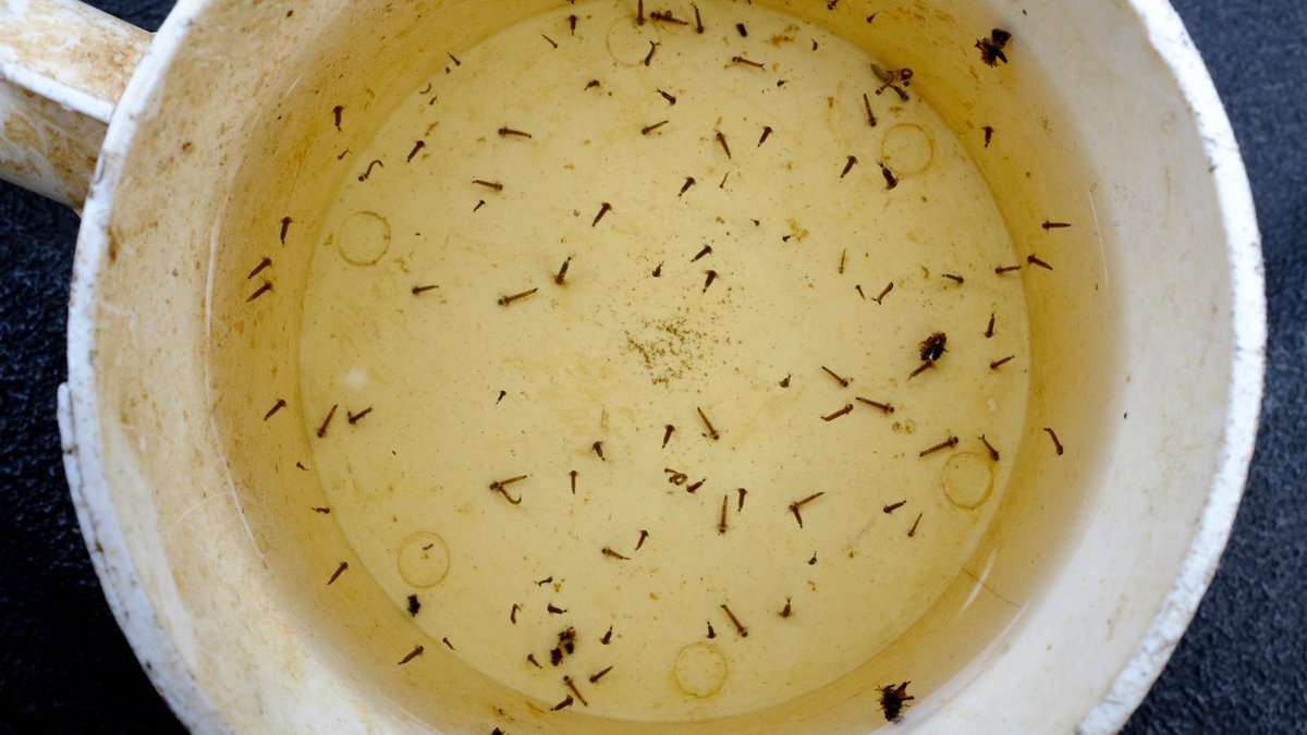 OttawaHealth's tweet photo. Mosquitoes that carry West Nile virus like to breed in standing water catch basins. Have one or more on your property? Empty it or get it treated! 

Visit https://t.co/q3gHh9z95V for more information. 

 #MosquitoPrevention #WestNileVirus #StandingWater #PreventWestNile https://t.co/bcBxyhGz8Y