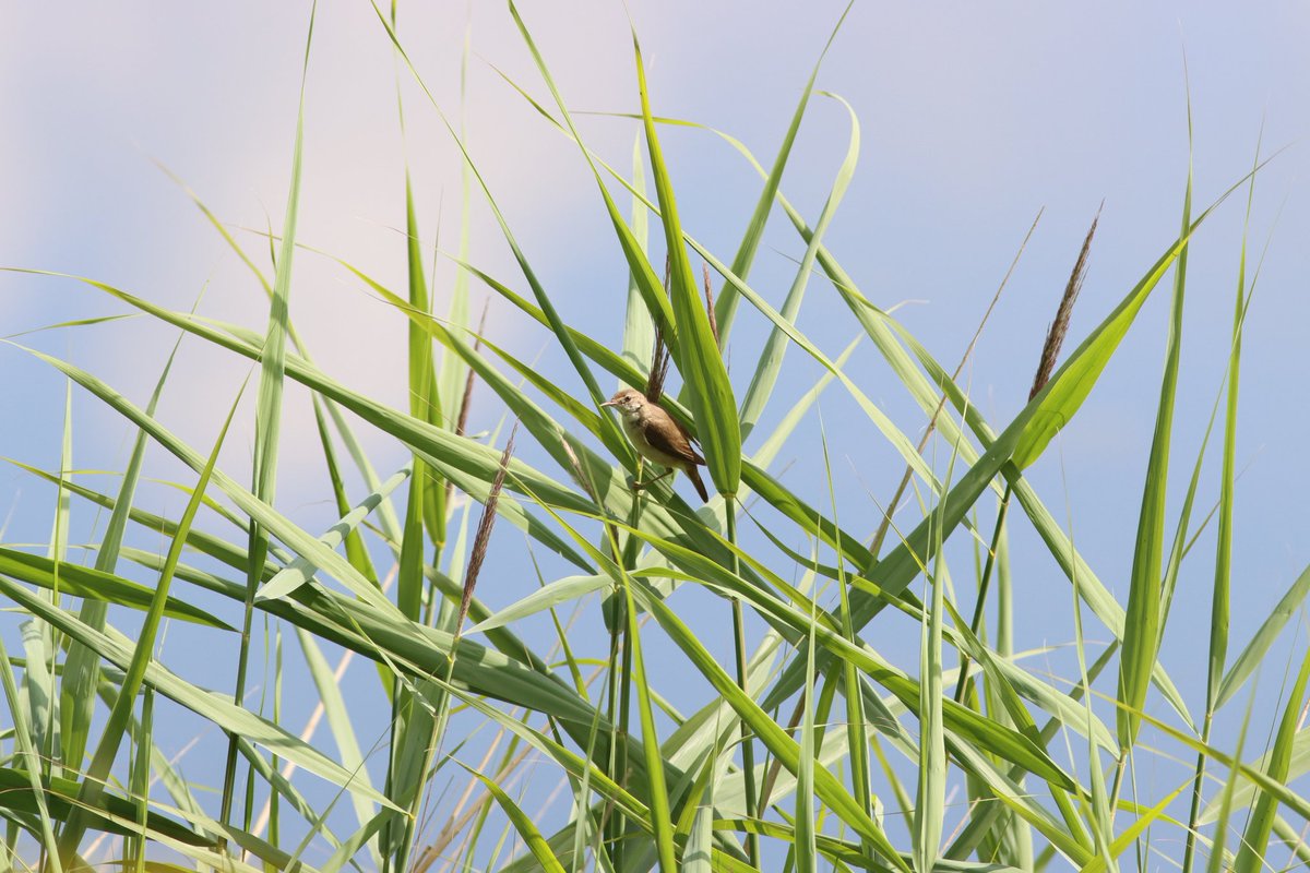 Tom_Darron's tweet image. Reed warbler on the flashes, sadly didnt count to the wetland bird count but still lovely to see up close @Lancswildlife #reedwarbler