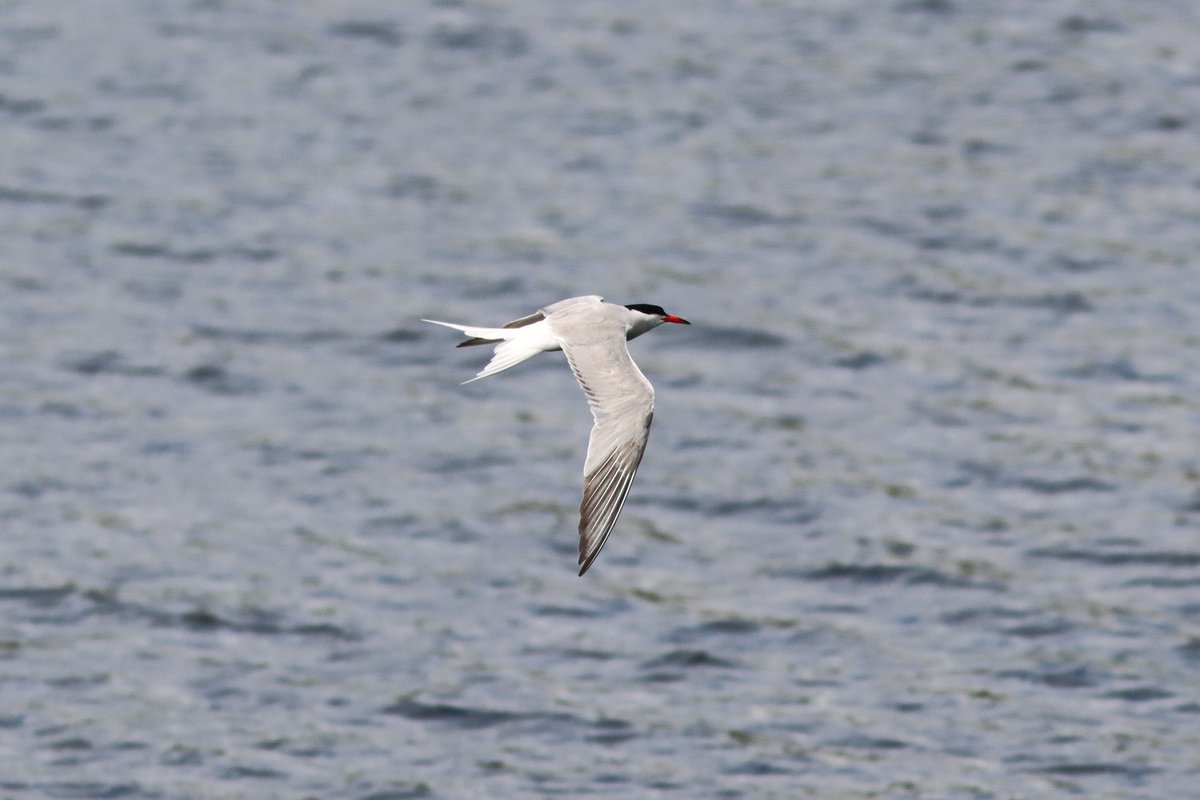 Tom_Darron's tweet image. Common tern today at the wigan flashes volunteering with @Lancswildlife doing wetland bird surveys