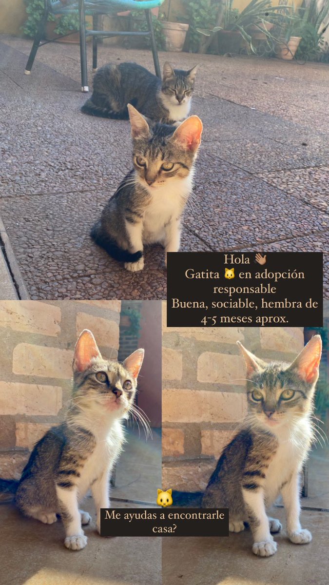 Hola! Me ayudan con un RT?
La encontré esta mañana en la calle.
Es buena y mimosa y está esperando a su humano para darle muchos mimos ❤️

<a href="/koalandeMichi/">Koa La Nde Michi 😺😸😽😼😻</a> 
<a href="/dameunapatapy/">@dameunapatapy</a>