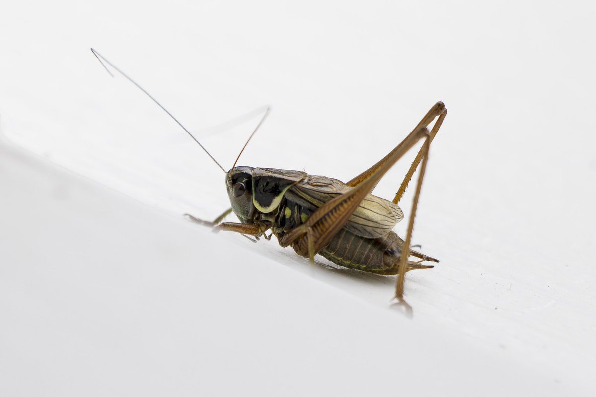 Yvette Austin (@yvette_austintv) on Twitter photo Love these Roeselās bush crickets. We get a lot of them here in west Kent. Theyāve moved further north in recent years. This female has super fancy wings. The male was singing in the bathroom š. @buglife <a href="/KentWildlife/">Kent Wildlife Trust</a> <a href="/GrasshopperSpot/">Grasshoppers & Related Species Recording Scheme</a> Love these Roeselās bush crickets. We get a lot of them here in west Kent. Theyāve moved further north in recent years. This female has super fancy wings. The male was singing in the bathroom š. @buglife <a href="/KentWildlife/">Kent Wildlife Trust</a> <a href="/GrasshopperSpot/">Grasshoppers & Related Species Recording Scheme</a>