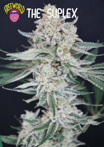 freeworldgenetics tweet media