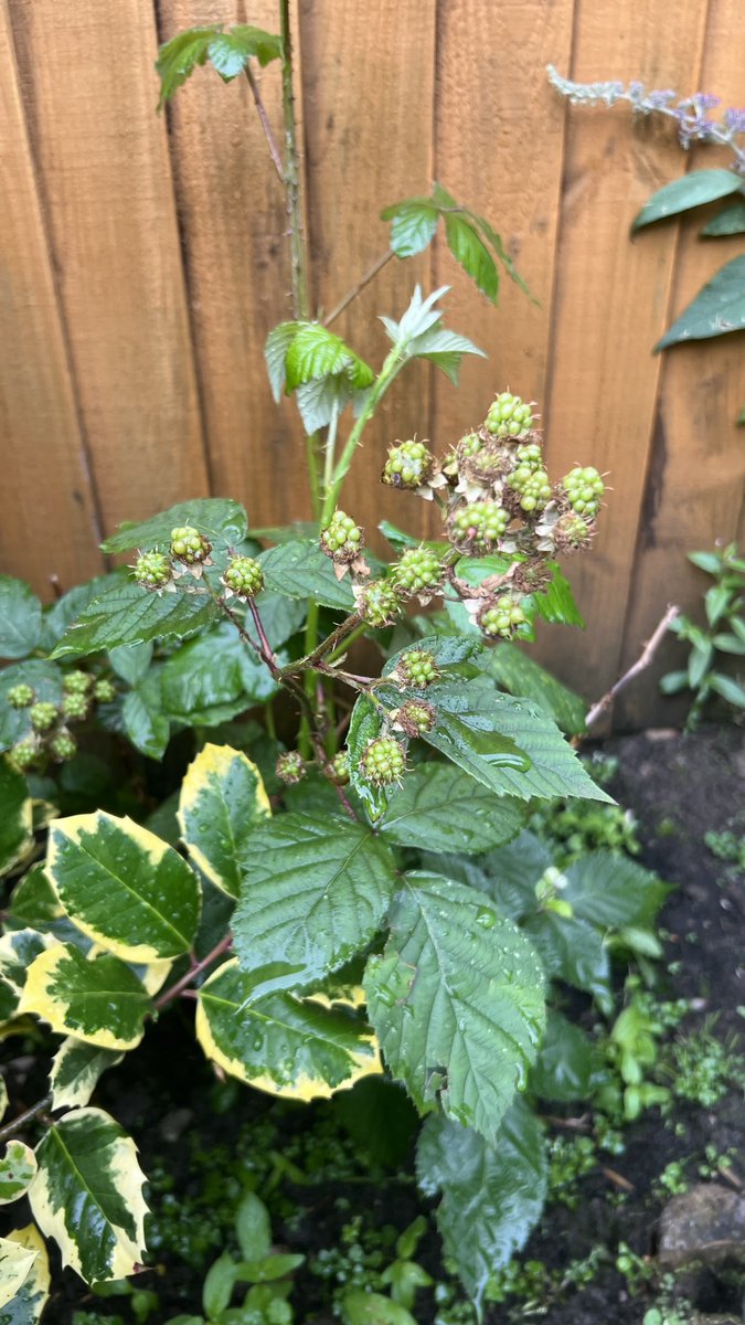 Tazmin98's tweet photo. My blackberry plant yall 😭#PlantUpdate🪴 https://t.co/1qU4Pcz7iy