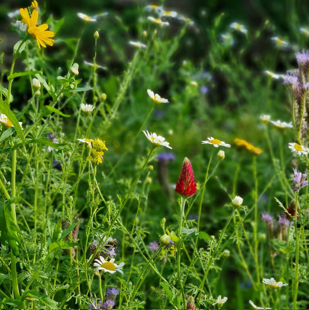 Wildflowers in full bloom in the garden! 🐝 🌞