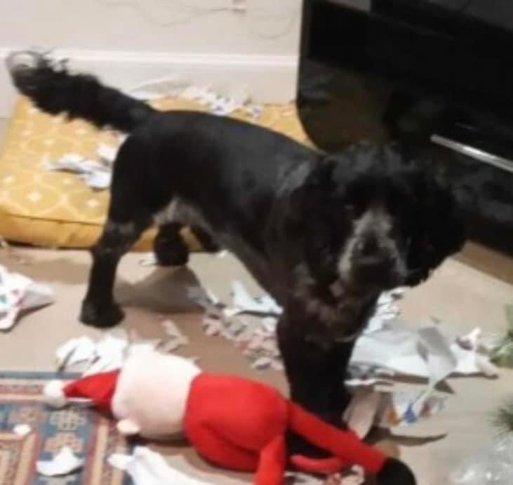 rosieDoc2's tweet photo. #SpanielHour
REUBEN STILL MISSING - 1 YEAR ON - where did he go? WHAT HAPPENED
lost just north of #Newtonhill #Aberdeenshire on path that loops around CRANHILL #AB39 SCOTLAND 1/1/23
Male/adult Blue Roan #CockerSpaniel
CHIPPED
https://t.co/lxoTE61Qto
@linda_kinnon @bs2510 https://t.co/kZEwhtROC6