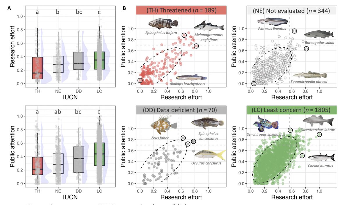 A comprehensive analysis of 2048 species of reef fishes reveals the shortcomings of human interest: the most at-risk species generally receive the least research effort and public attention!

doi.org/10.1126/sciadv… 

Funded by <a href="/BiodiversaPlus/">Biodiversa+ (European Biodiversity Partnership)</a>  
<a href="/ReefLifeSurvey/">Reef Life Survey</a> data 
<a href="/umrMARBEC/">Marbec</a>