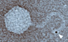 Happy to see our paper out @nature today: A bacterial immune system conjugates ubiquitin-like proteins to phage tails. This generates non-infective virions

Congrats <a href="/Jens_Hoer/">Jens Hör</a> &amp; <a href="/ShaLGW/">Sharon Grayer Wolf</a>! 

Link to paper:
tinyurl.com/Isg15

Read the thread:
x.com/SorekLab/statu…