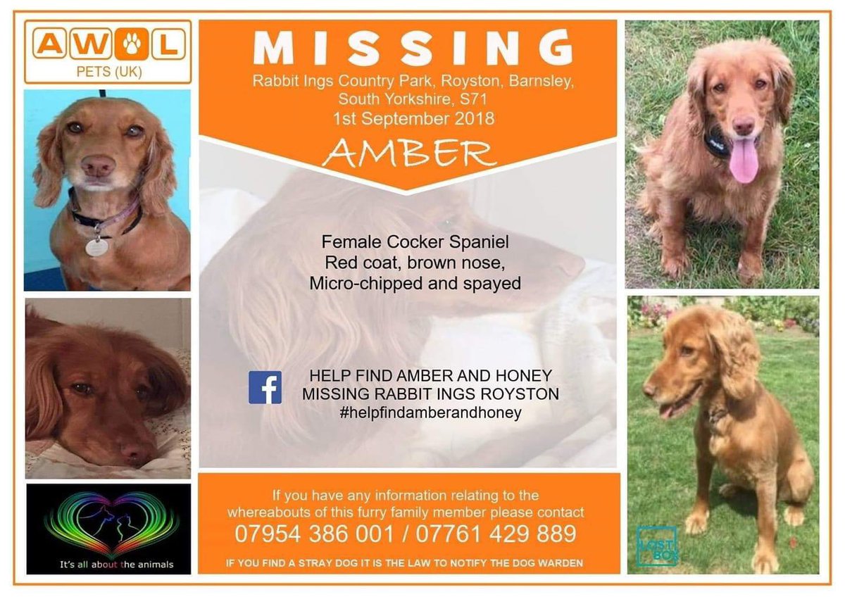 rosieDoc2's tweet photo. #SpanielHour
AMBER STILL MISSING WHEN LOST ON WALK #RabbitIngs #CountryPark #Royston #Barnsley SOUTH YORKSHIRE #S71 1/9/18
Female #Cocker Red coat/Brown nose CHIPPED/SPAYED
WHO BOUGHT/FOUND/RESCUED AMBER? Her family need her
https://t.co/Nr8NCn4evN
@JacquiSaid @alid2912 https://t.co/iEDdli5oNZ