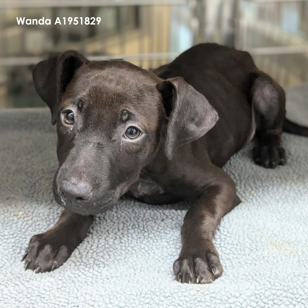 Did you know? Puppies are included in our @BISSELLpets Empty The Shelter event! 🎉 This month, all puppy adoption fees are reduced to just $25! 😍 Come visit us at 3300 Carr St. and give a loving home to a shelter pet in need.
