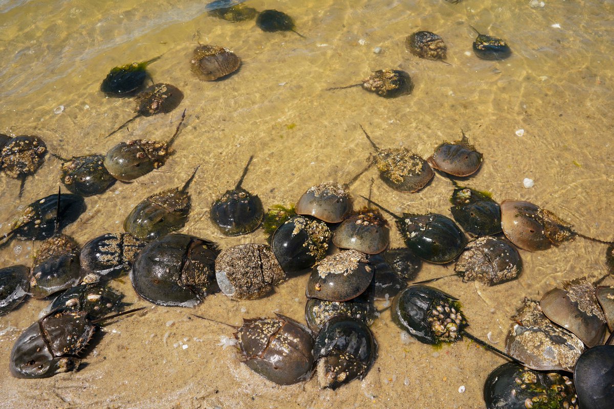 Horseshoe crabs received more protection this year with a new rule that creates a harvest closure when #HorseshoeCrabs are spawning on our beaches. Learn more about this new regulation and the results of our monitoring efforts in Massachusetts. mass.gov/news/horseshoe…