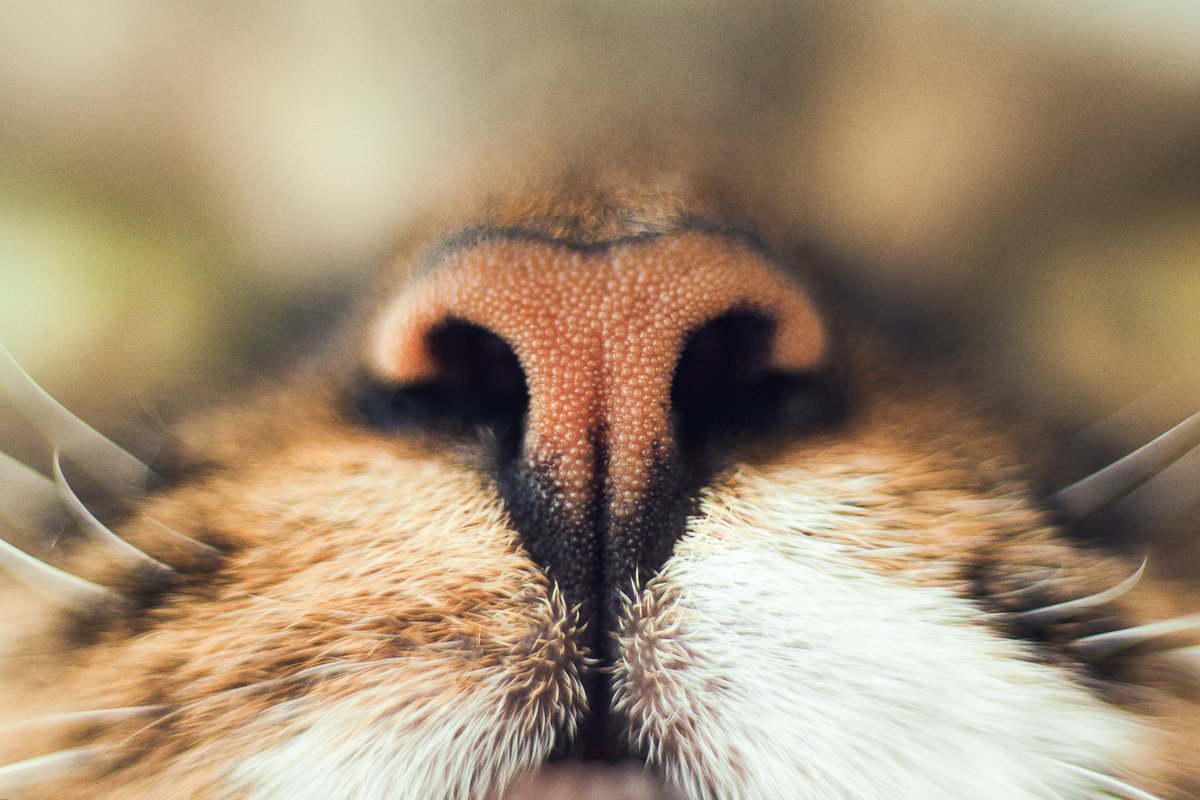 Fact: A cat’s nose print is as unique as a human's fingerprint. 🐱👃