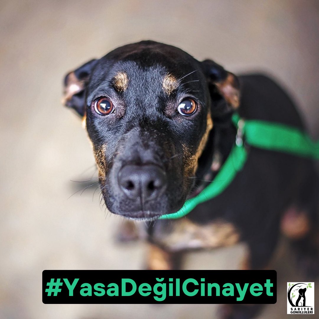 ymrus1's tweet photo. #YasaDeğilCinayet https://t.co/ivhQRR8QWY