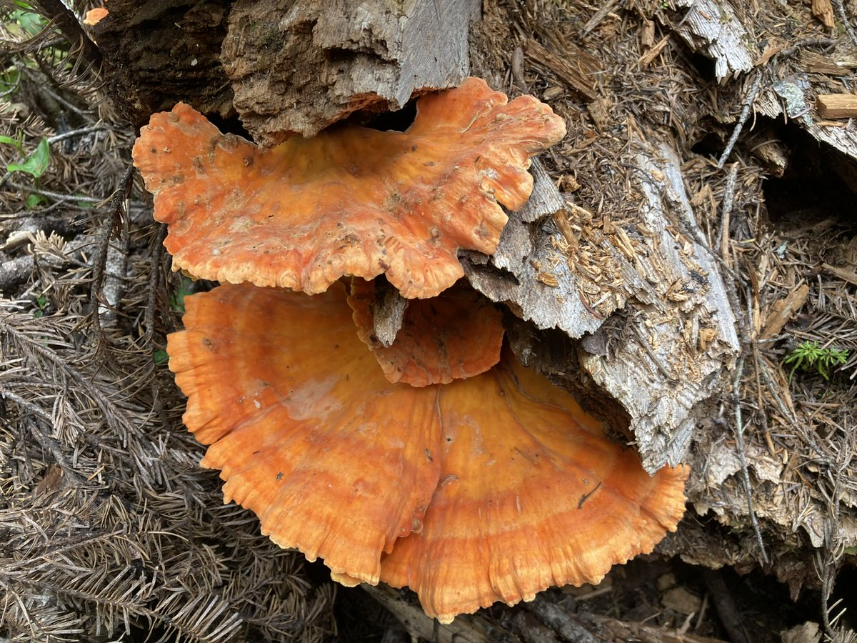 Happy #HUMPSTUMP Wednesday to any and all who read this!! Hope you‘re all doing fantastic today. Stay cool, lifted and amazing. These are all “Chicken of the Woods” (Laetiporus sulphureus) in the Cascade Mountains near Snoqualmie Pass WA 👊🍄