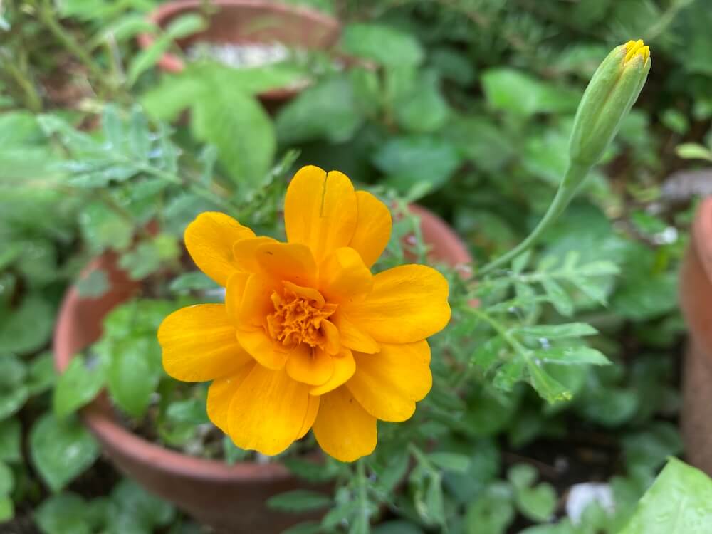 おはようございます🌤️

今の私の心に響いた言葉は
エマーソンの名言
✅逃げれば逃げるほど、恐怖感はつのるものです。

だから
✅問題と向き合い、前向きな解決を考えよう！と私は思います☺️
#おは戦60719🍻v8
