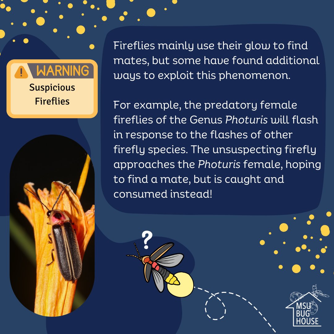 MSUBugHouse's tweet photo. Summer evenings wouldn’t be complete without the twinkling lights of fireflies! ✨
Swipe through this post to learn more about these glowing beetles!

#msubughouse #michiganstateuniversity #insects #fireflies #entomology https://t.co/4kMi7WlH2C