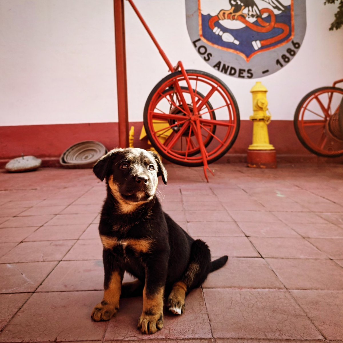 BombaAndes's tweet photo. Les presentamos a Tahalí (Talí), nuestra mascota, aceptada recientemente en la Asamblea de la Primera Compañía.

Sabemos que hay una gran huella que te precede, pero estamos seguros de que nuestra querida Feña estará acompañando cada uno de tus pasos, ladridos y travesuras. https://t.co/m0h2SbzMBr