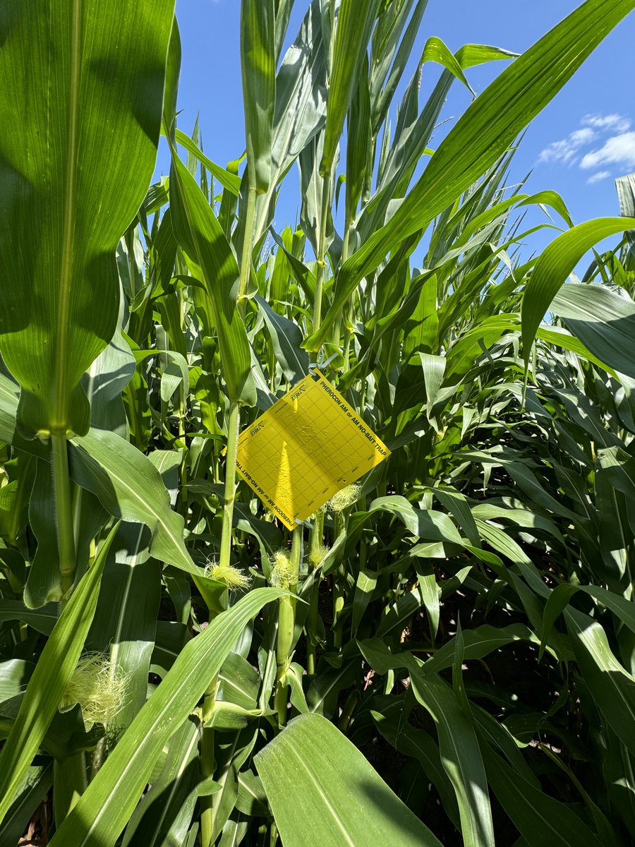 Storby Seed (@mattmstorby) on Twitter photo We are on the #onthewatch for Rootworm Beetle <a href="/Asgrow_DEKALB/">DEKALB Asgrow Seed</a> <a href="/BayerTraits/">Bayer Traits & Systems</a> We are on the #onthewatch for Rootworm Beetle <a href="/Asgrow_DEKALB/">DEKALB Asgrow Seed</a> <a href="/BayerTraits/">Bayer Traits & Systems</a>