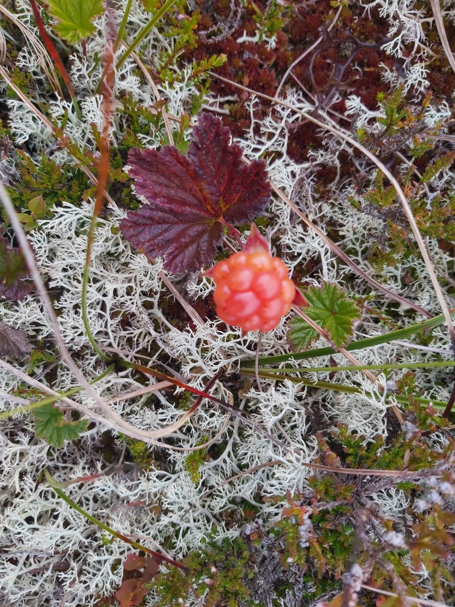 First of the ripe Blaeberries &amp; Cloudberries on the hills today.
#foraging #Hillfood #mountains