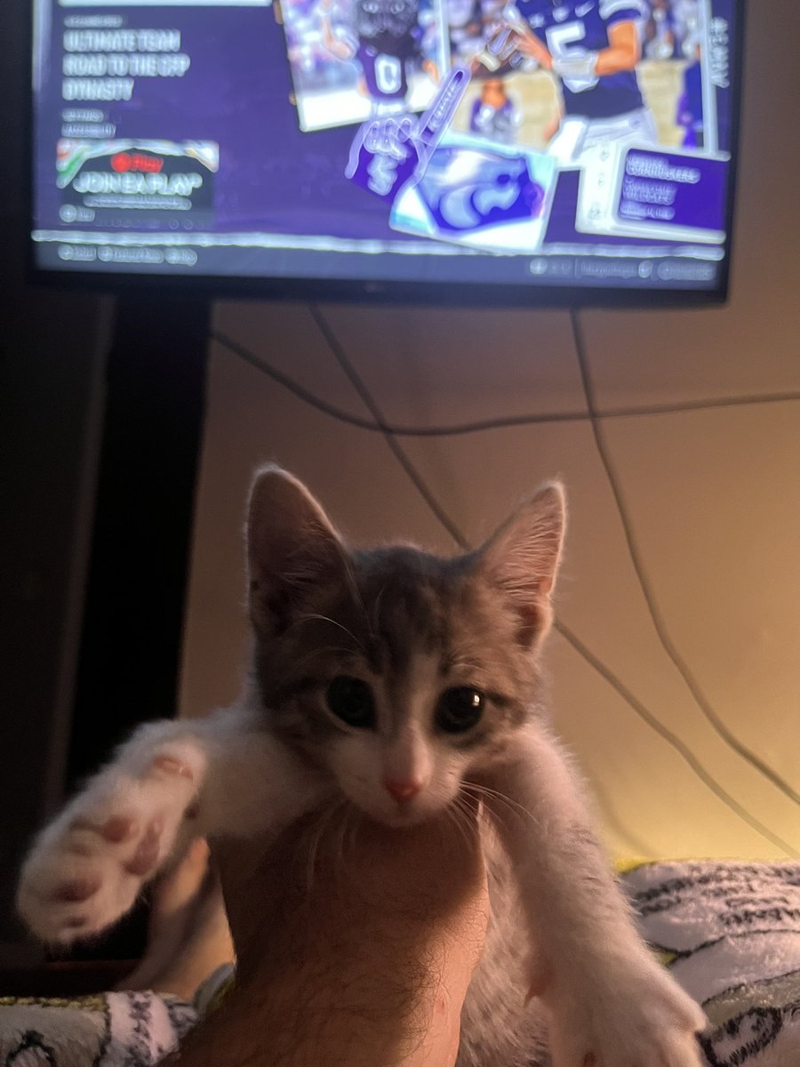New kitten (meet Finch, everyone!), new house, new game. Life is good.