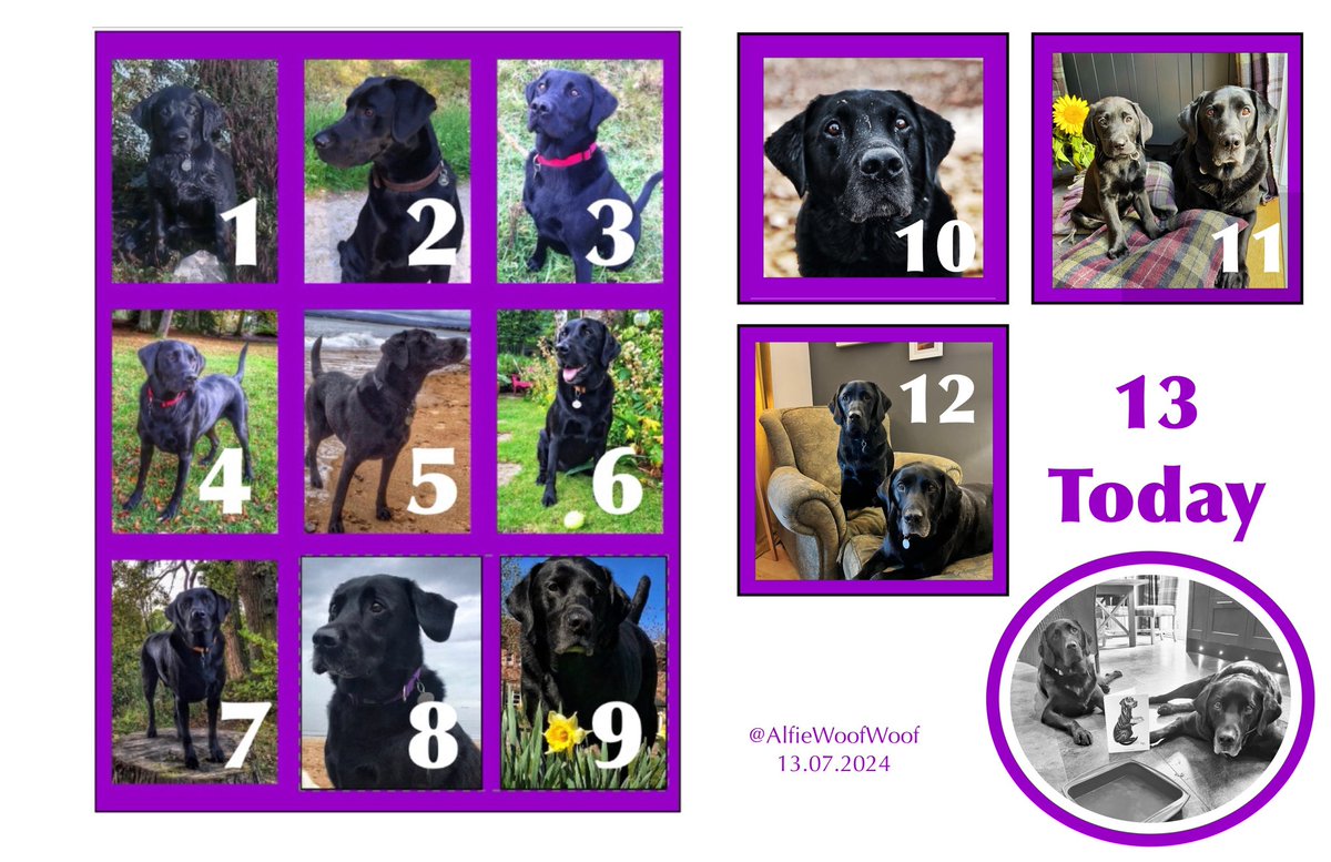 AlfieWoofWoof 🌈 & Dougal tweet media