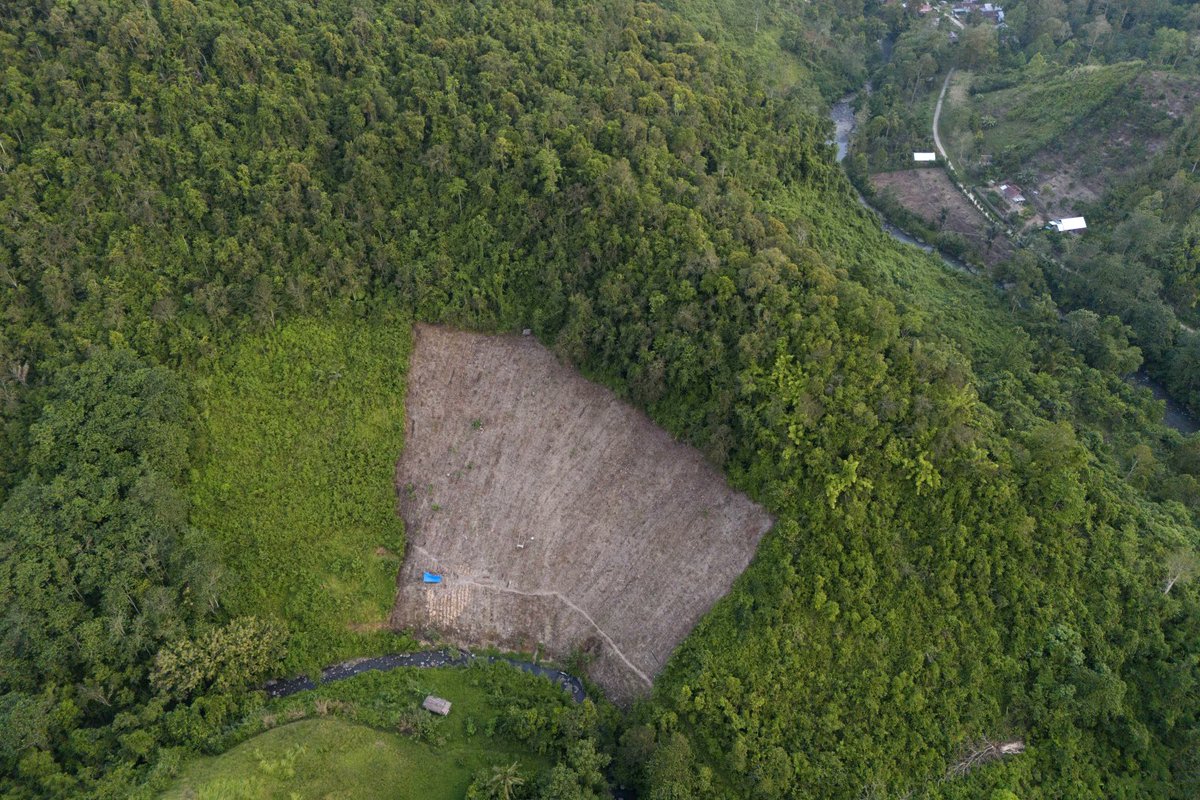 Indonesia has lost 25% of its old-growth forests since 1990. 44% of deforested land stays idle for over 5 years before converting to oil palm plantations. LCLUC-funded <a href="/UMD_GLAD/">UMD GLAD</a> team highlights the environmental impact of land banking for palm oil. More: pnas.org/doi/full/10.10…