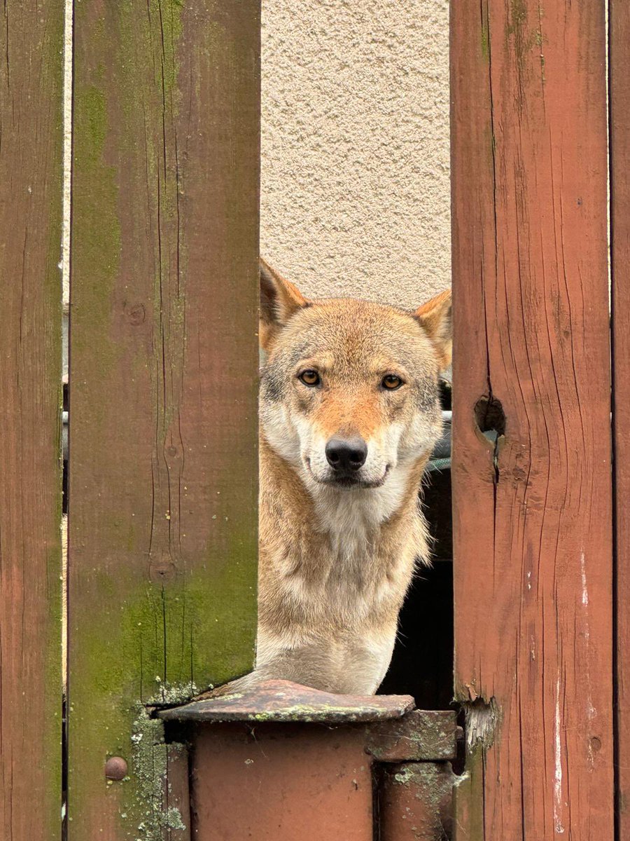 HasiciPraha's tweet photo. Dnes jsme pomohli s odchytem a transportem vlků do ZOO v Táboře. @mzpcr zajistilo pro zvířata nový azyl.

@PrahaEU @PolicieCZ @vetsprava @zzshmp @MP_Praha https://t.co/75YVNjcThG