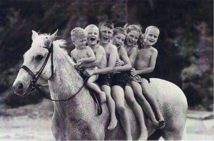 equine_salt's tweet photo. Some #humpday horse pics https://t.co/mjuWr71FvD