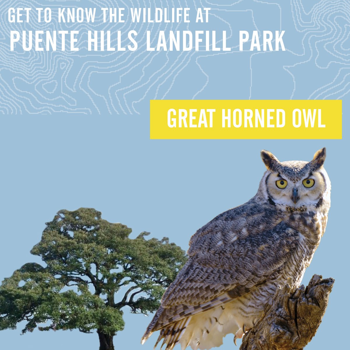 Did you know? The Great Horned Owl's “horns” are actually tufts of feathers that match the coloring on other parts of their body! They are well-adapted to urban landscapes so you might catch a glimpse of one at the future park or even in your own backyard.
#LACountyParks #PHLP
