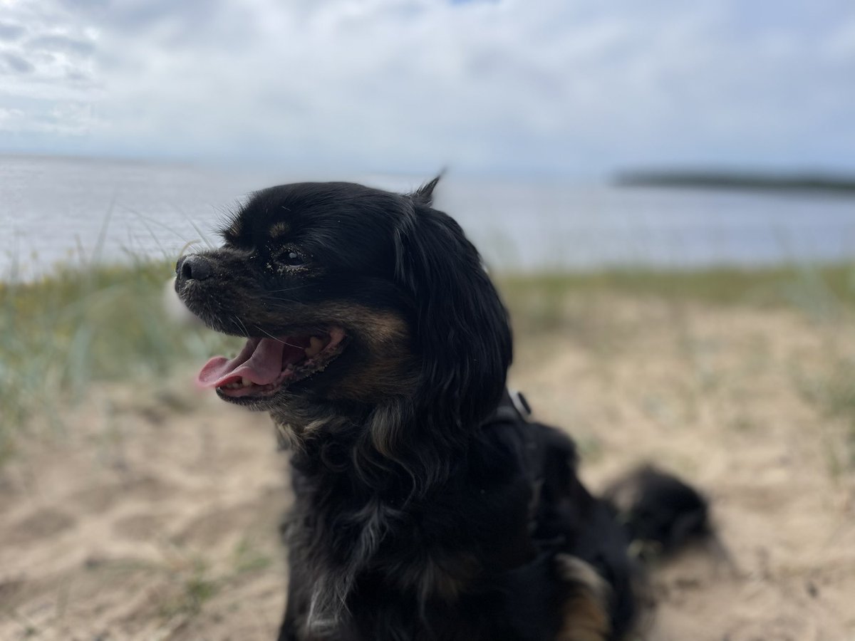 Tuva på morgonpromenad