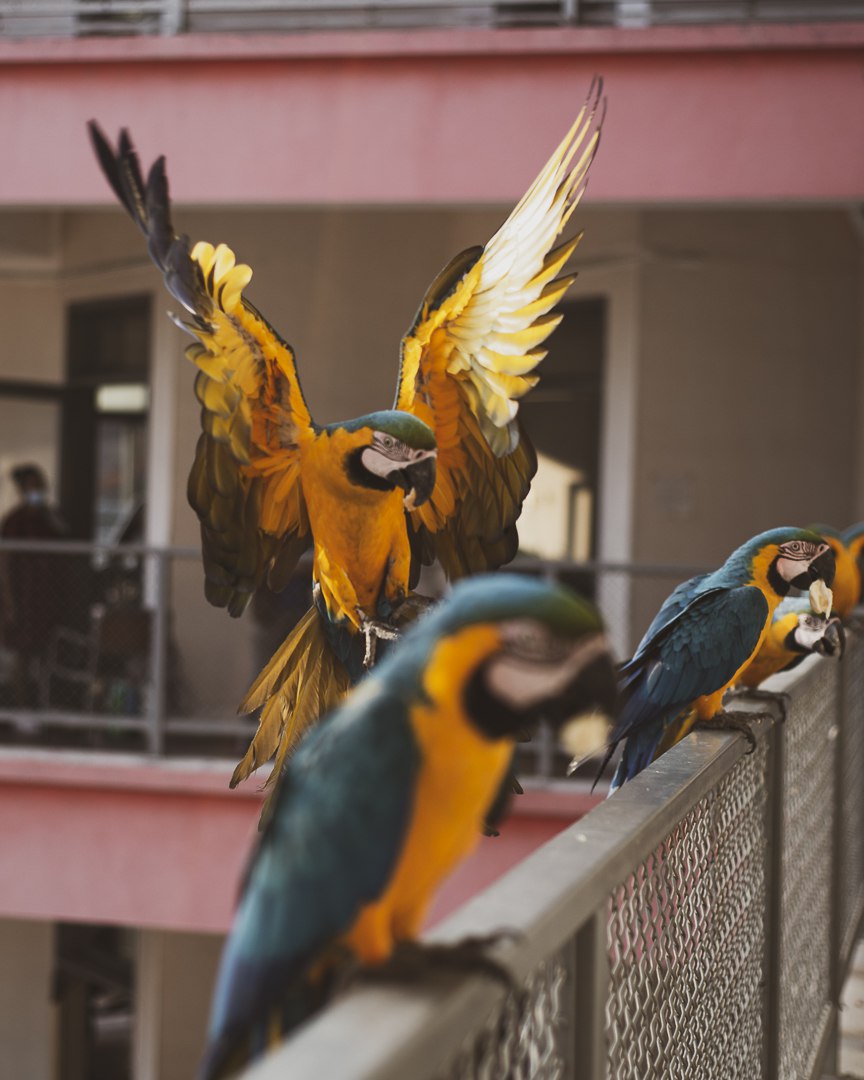 tanthan89's tweet photo. #Guacamayas en el Clínico. https://t.co/mf5ksocECr