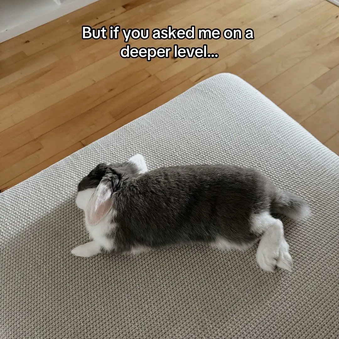 Rabbit Grooming (@rabbitgrooming_) / Posts / X