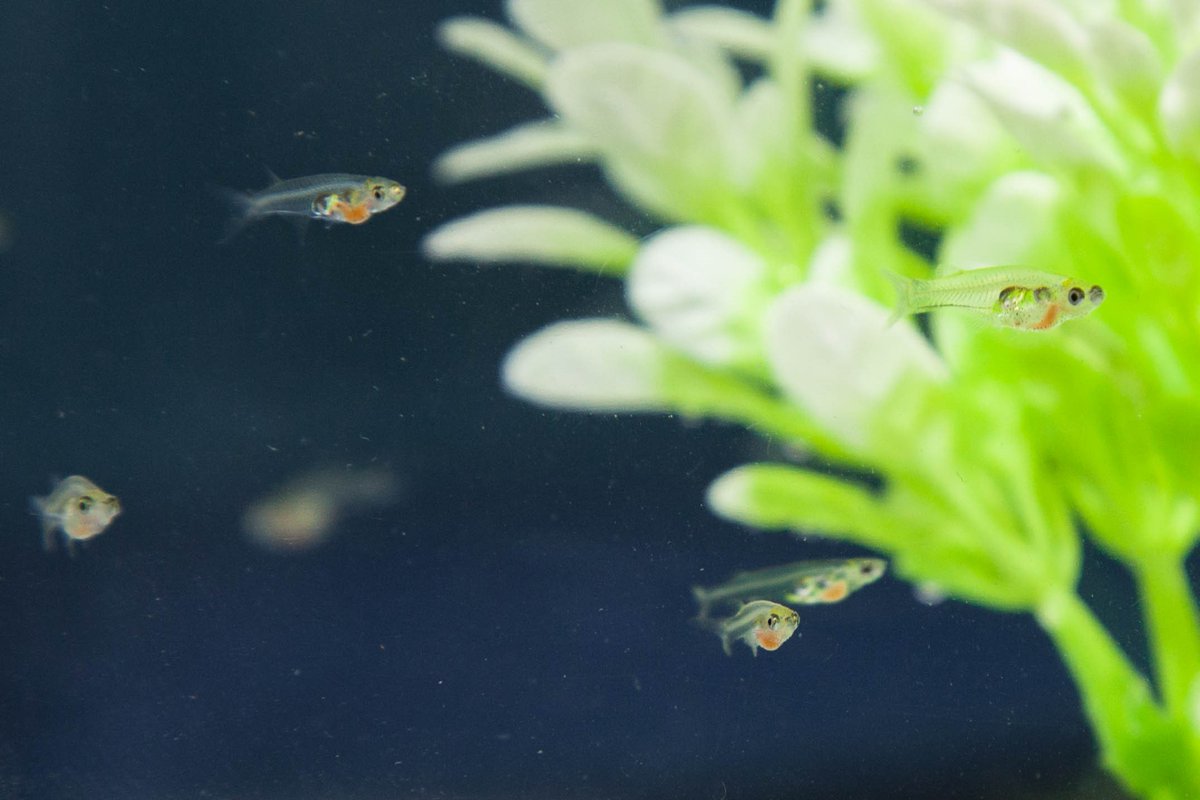 Matt Lovett-Barron (@lovett_barron) on Twitter photo Our paper on the neurodevelopment of collective behavior in schooling <a href="/danionella/">Danionella</a> is now published in Current Biology doi.org/10.1016/j.cub.… Our paper on the neurodevelopment of collective behavior in schooling <a href="/danionella/">Danionella</a> is now published in Current Biology doi.org/10.1016/j.cub.…