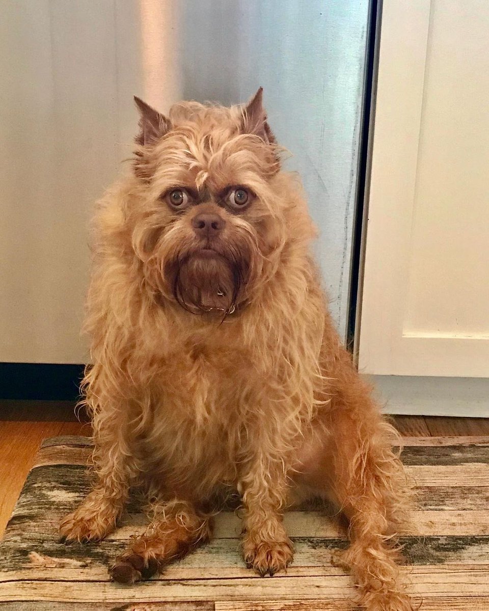 WeRateDogs tweet media