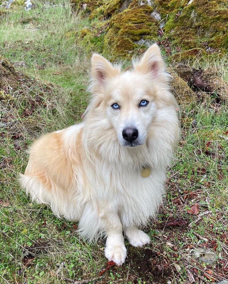 WeRateDogs tweet media