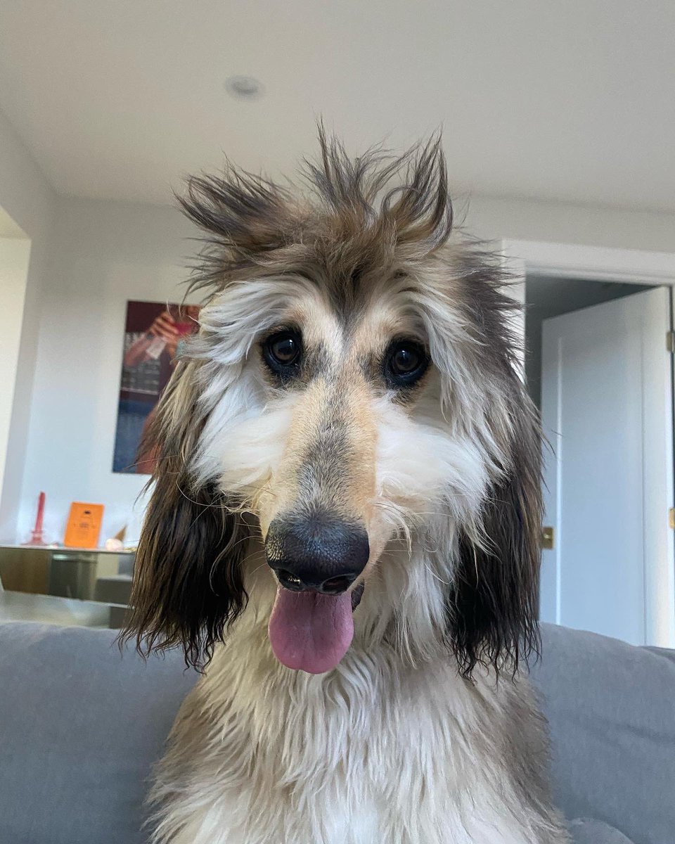 WeRateDogs tweet media