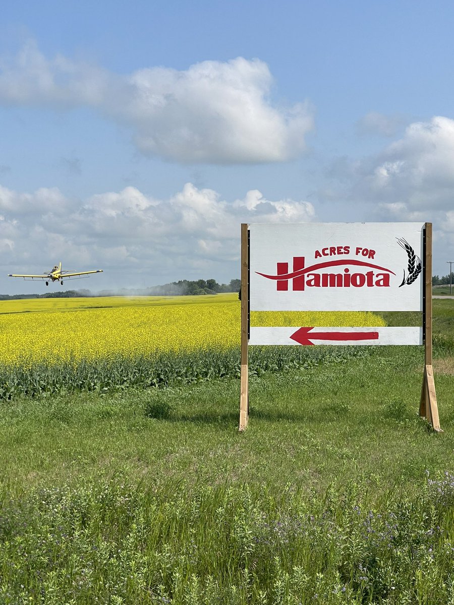 Check out these awesome shots! Thank you to Western Canadian Aerial for donation of the aerial application of fungicide and thank you to BASF for donating Cotegra. Take a drive to check out the field 6 miles south of Hamiota on highway 21 <a href="/wcaerial/">Western Canadian Aerial Ltd.</a> <a href="/BASFCorporation/">BASF North America</a>