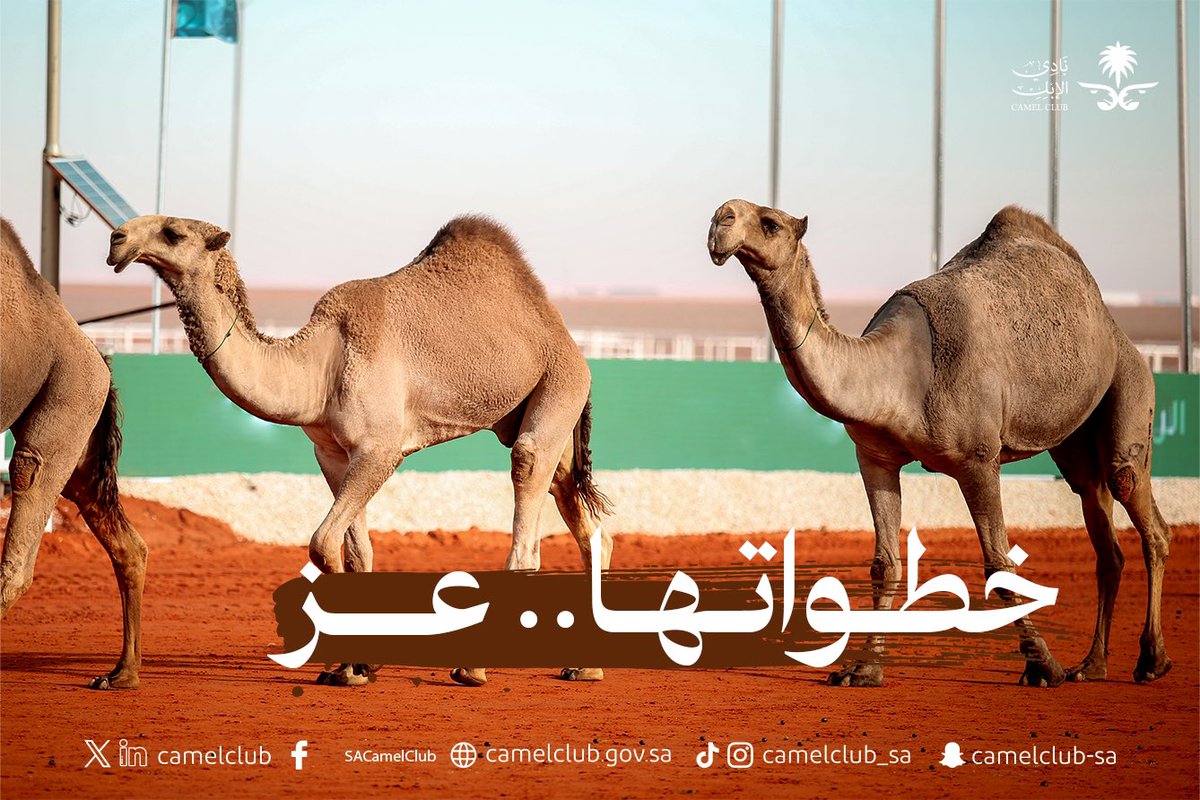 CamelClub's tweet photo. نتبعها لنزداد عزًا 🐪

#نادي_الإبل | #عام_الإبل_2024 https://t.co/NEzzmJEiZB
