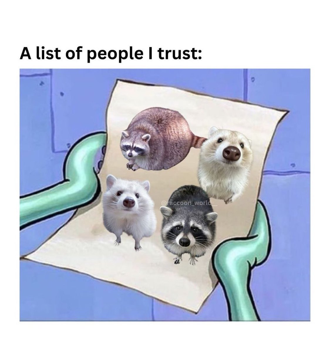 raccoonesthetic's tweet image. 